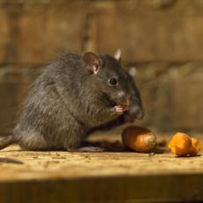 Infestação de Ratos: Técnicas e Venenos Caseiros para Acabar com os Roedores.