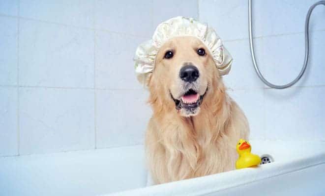 Formas de Evitar Entupimento de Ralo do Banheiro Banho no Cachorro